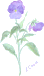 Blume Viola / Veilchen